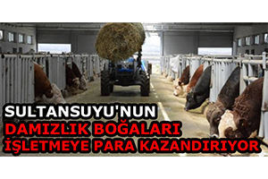 Sultansuyu`nun Damızlık Boğaları İşletmeye Para Kazandırıyor