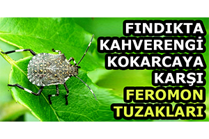 Fındıkta Kahverengi Kokarcaya Karşı Feromon Tuzakları