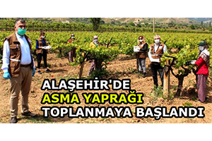 Alaşehir`de Asma Yaprağı Toplanmaya Başlandı