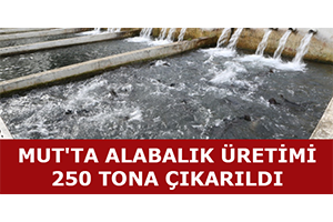Mut`ta Alabalık Üretimi 250 Tona Çıkarıldı