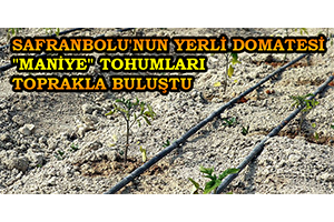 Safranbolu`nun Yerli Domatesi `Maniye` Tohumları Toprakla Buluştu