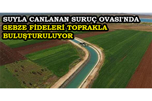 Suyla Canlanan Suruç Ovası`nda Sebze Fideleri Toprakla Buluşturuluyor