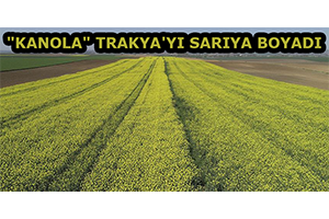`Kanola` Trakya`yı Sarıya Boyadı