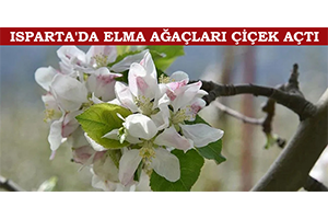 Isparta`da Elma Ağaçları Çiçek Açtı