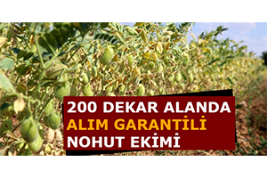 200 Dekar Alanda Alım Garantili Nohut Ekimi