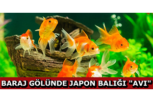 Baraj Gölünde Japon Balığı `Avı`