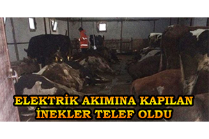 Aksaray`da Elektrik Akımına Kapılan 23 Büyükbaş Hayvan Telef Oldu