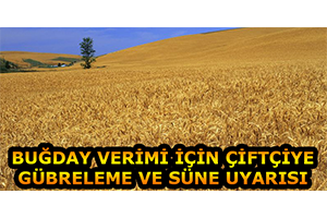 Buğday Verimi İçin Çiftçiye Gübreleme Ve Süne Uyarısı
