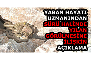 Yaban Hayatı Uzmanından Sürü Halinde Yılan Görülmesine İlişkin Açıklama