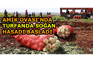 Amik Ovası`nda Turfanda Soğan Hasadı Başladı