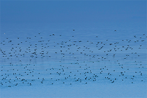 Orta ve Doğu Karadeniz`de Kış Ortasında 163 Bin 434 Su Kuşu Sayıldı