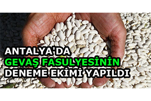 Antalya`da Gevaş Fasulyesinin Deneme Ekimi Yapıldı