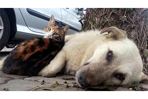 Tarım Ve Orman Bakanlığı Sokak Hayvanları İçin Harekete Geçti