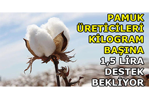 Pamuk Üreticileri Kilogram Başına 1,5 Lira Destek Bekliyor
