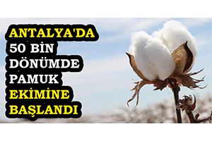 Antalya`da 50 Bin Dönümde Pamuk Ekimine Başlandı