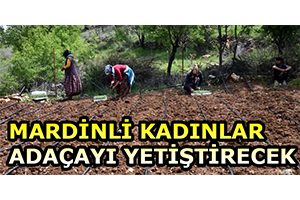 Mardinli Kadınlar Adaçayı Yetiştirecek