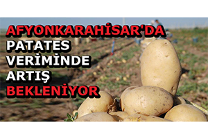 Afyonkarahisar`da Patates Veriminde Artış Bekleniyor
