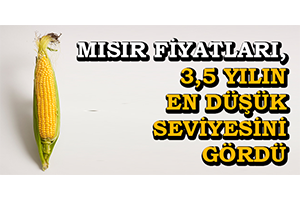 Mısır Fiyatları, 3,5 Yılın En Düşük Seviyesini Gördü