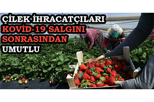 Çilek İhracatçıları Kovid-19 Salgını Sonrasından Umutlu