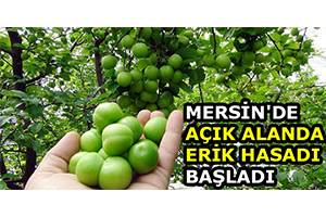 Mersin`de Açık Alanda Erik Hasadı Başladı