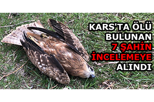 Kars`ta Ölü Bulunan 7 Şahin İncelemeye Alındı