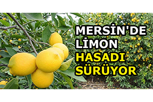 Mersin`de Limon Hasadı Sürüyor