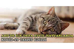 ABD`de İlk Defa Evcil Hayvanlarda Kovid-19 Tespit Edildi