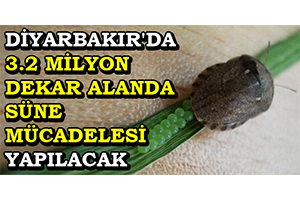 Diyarbakır`da 3.2 Milyon Dekar Alanda Süne Mücadelesi Yapılacak