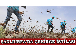 Şanlıurfa`da Çekirge İstilası