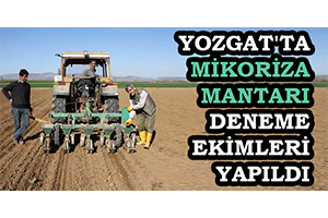Yozgat`ta Mikoriza Mantarı Deneme Ekimleri Yapıldı