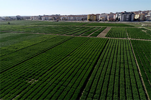 Trakya`daki Yağışlar Üreticinin Umutlarını Yeşertti