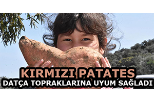 Kırmızı Patates Datça Topraklarına Uyum Sağladı