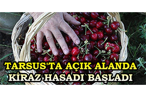 Tarsus`ta Açık Alanda Kiraz Hasadı Başladı
