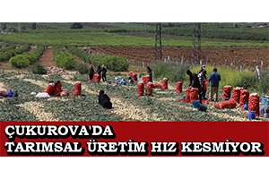 Çukurova`da Tarımsal Üretim Hız Kesmiyor