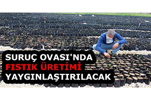 Suruç Ovası`nda Fıstık Üretimi Yaygınlaştırılacak