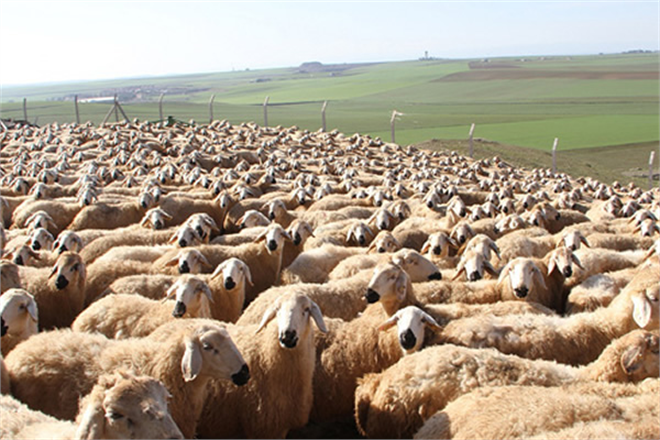 Küçükbaş Hayvancılık İçin `Milli Seferberlik` Talebi