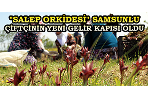 `Salep Orkidesi` Samsunlu Çiftçinin Yeni Gelir Kapısı Oldu