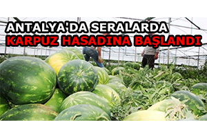 Antalya`da Seralarda Karpuz Hasadına Başlandı