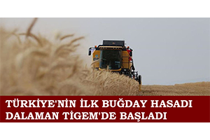 Türkiye`nin İlk Buğday Hasadı Dalaman TİGEM`de Başladı