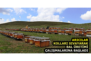 Arıcılar Kolları Sıvayarak Bal Üretimi Çalışmalarına Başladı