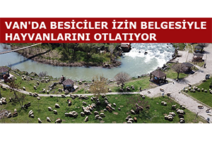 Van`da Besiciler İzin Belgesiyle Hayvanlarını Otlatıyor