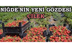 Niğde`nin Yeni Gözdesi: Çilek