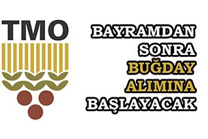 TMO Bayramdan Sonra Buğday Alımına Başlayacak