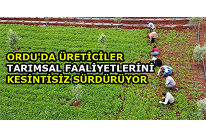 Ordu`da Üreticiler Tarımsal Faaliyetlerini Kesintisiz Sürdürüyor