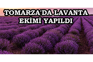 Tomarza`da Lavanta Ekimi Yapıldı