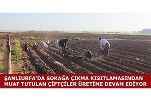 Şanlıurfa`da Sokağa Çıkma Kısıtlamasından Muaf Tutulan Çiftçiler Üretime Devam Ediyor
