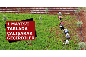 1 Mayıs`ı Tarlada Çalışarak Geçirdiler