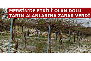 Mersin`de Etkili Olan Dolu Tarım Alanlarına Zarar Verdi