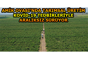 Amik Ovası`nda Tarımsal Üretim Kovid-19 Tedbirleriyle Aralıksız Sürüyor