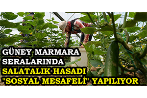 Güney Marmara Seralarında Salatalık Hasadı `Sosyal Mesafeli` Yapılıyor